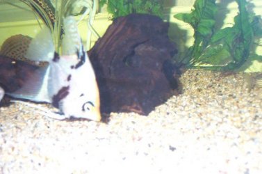 fish_Tank_001.jpg