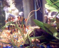 Picture_6funnyloaches.jpg