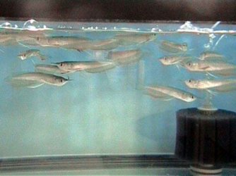 Arowana_7__7.21.03.JPG