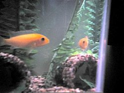 cichlid2.JPG