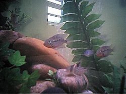 cichlids5.JPG