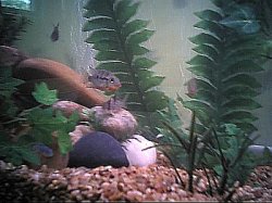 cichlids6.JPG