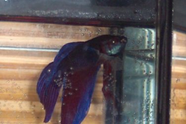 Betta2.jpg