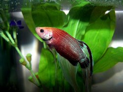 betta_2_may2.jpg