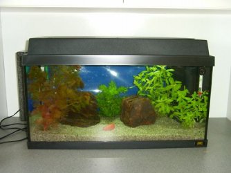 fishtank.JPG