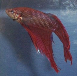 bestbetta.jpg