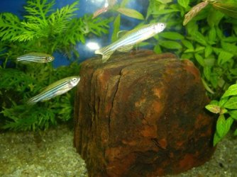 zebra_danios.jpg