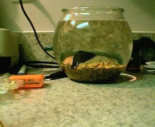 betta_in_bowl_on_counter001.jpg