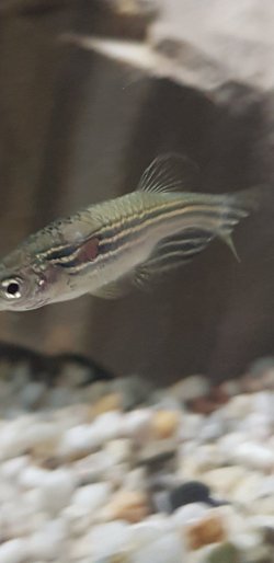 Danio update.jpg