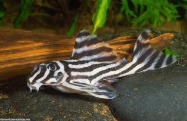 large-zebra-pleco1.jpg