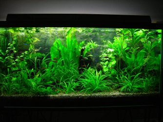 90g June 3-10.JPG