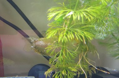 weird gourami.jpg