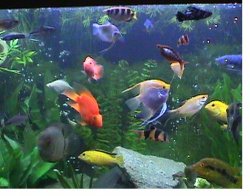 fish_tank_rio400.JPG