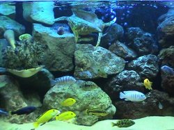 rock_tank_cichlids.JPG