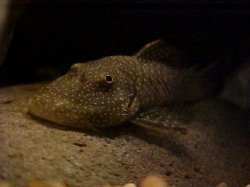 pleco_closeup.jpg