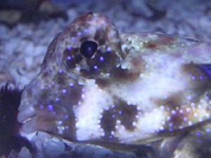 macro_shot_blenny.jpg