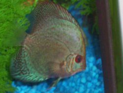 discus.jpg