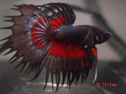 crowntail.jpg