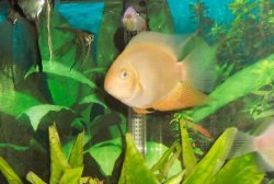 severum.JPG