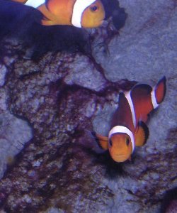 clownfish_pair.jpg