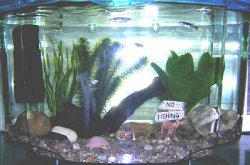 fishtank3.jpg