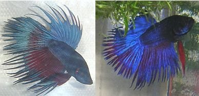 bettas.jpg