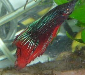 Andwer__s_new_bettas_007__2_.jpg