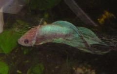 Andwer__s_new_bettas_013__2_.jpg