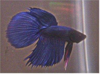 betta.JPG