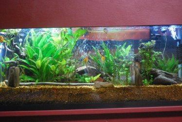 55 gallon Tank 10-26-20.jpg