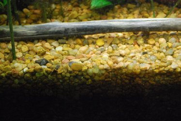 Pea Gravel & Aquasoil.jpg