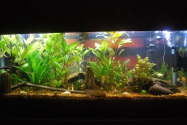 55 gallon Tank 9-29-20.jpg