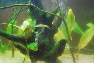 29 gallon tank theme with skeleton close up.jpg