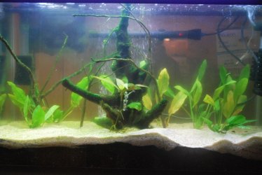 29 gallon tank theme with skeleton.jpg