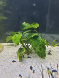 Anubias black leaves.jpg