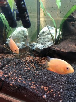 Severums.jpg