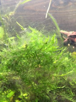 java moss algae.jpg