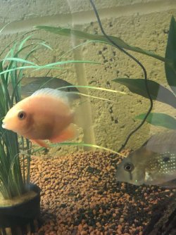 Severum and acara.jpg