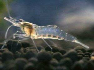 ghost shrimp.jpg