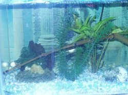 fish_tank_013.jpg