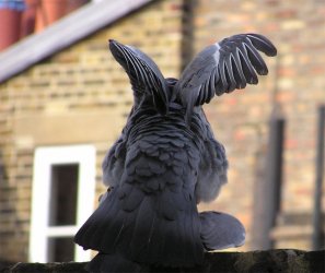 pigeon2.jpg