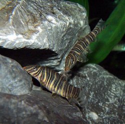 loaches_101.jpg