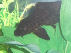 mr.pleco.jpg