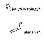 planaria.JPG