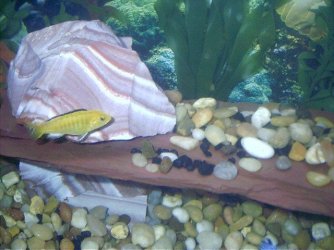 061404___Yellow_Cichlid___1.jpg