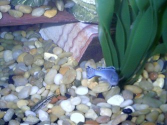 061404___Blue_Cichlid_with_Eel.jpg