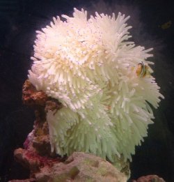 anemone_1.jpg