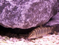 zebra_loach_101.jpg