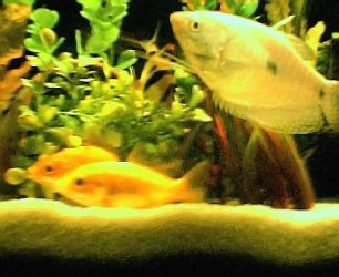 bcommon_fancy_bgourami001.jpg