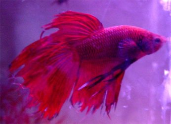 red_betta_2_copy.jpg